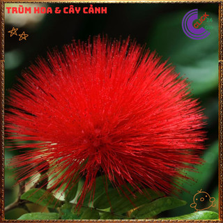 CHẬU CÂY PHÁO HOA ĐỎ ĐIỆP LÀO NỞ RỰC RỠ MAY MẮN NGUYÊN NĂM️️ DÁNG HOA MỚI LẠ🥁