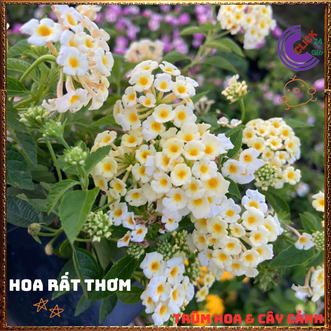 Chậu Hoa Ngũ Sắc VÀNG KEM giống đứng trâm ổi thơm ngát KHÔNG GIAO XA💍Hoa Mười Giờ Bonsai & Phụ Kiện
