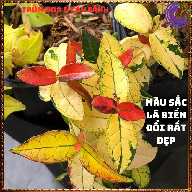 2 Chậu Cây Thằn Lằn Ngũ Sắc Leo Tường Đổi Màu Mới Lạ Tuyệt Đẹp️🌭Hoa Mười Giờ Bonsai & Phụ Kiện