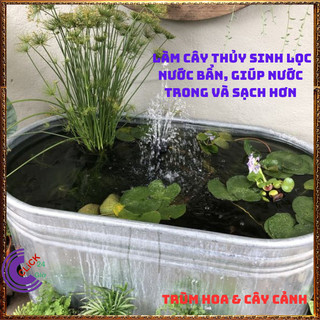 Chậu Cây Thủy Trúc Thái - Lác Dù Cây Phong Thủy Siêu Lọc Nước Bẩn️️🥁MiMa market