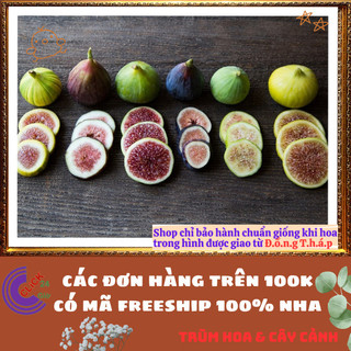 Chậu Cây Sung Mỹ Cao Hơn 50cm Trái To Ngọt Mát Nhiều Chồi Dễ Trồng️🌯VƯỜN HOA CỔ TÍCH
