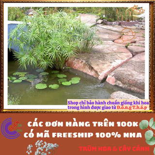 Chậu Cây Thủy Trúc- Lác Dù Cây Phong Thủy Siêu Lọc Nước Bẩn⌛Siêu Thị Hoa Và Cây Giống