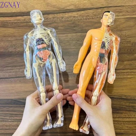 Mô hình con người POLOSP 3d, Đồ chơi xếp hình nhận thức khoa học xây dựng bằng nhựa, Đồ chơi nhận thức cho trẻ em Đồ chơi giáo dục hình nộm DIY Đồ chơi mô hình bộ xương trẻ em trong suốt Đồ chơi trẻ e