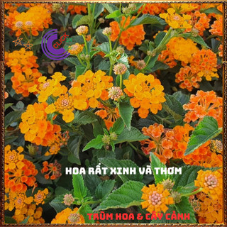 Cây Hoa Ngũ Sắc CAM VÀNG giống đứng trâm ổi thơm đậm KHÔNG GIAO XA💍Làng Hoa Sa Đéc