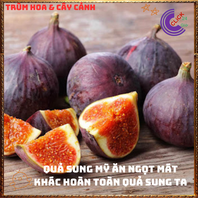 Chậu Cây Sung Mỹ Cao Hơn 50cm Trái To Ngọt Mát Nhiều Chồi Dễ Trồng️🌭Hoa Mười Giờ Bonsai & Phụ Kiện
