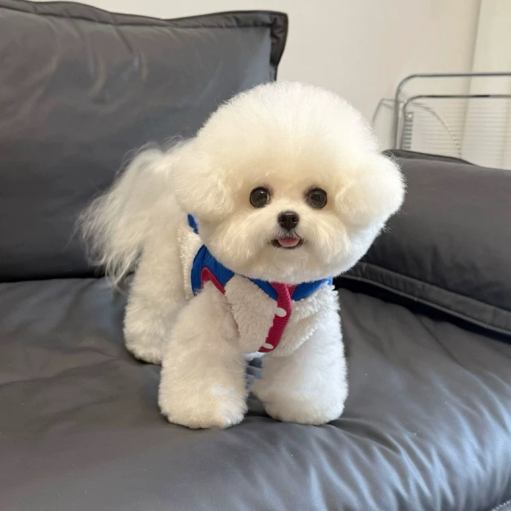 Áo khoác mùa thu cho thú cưng Áo khoác bỏ túi lớn