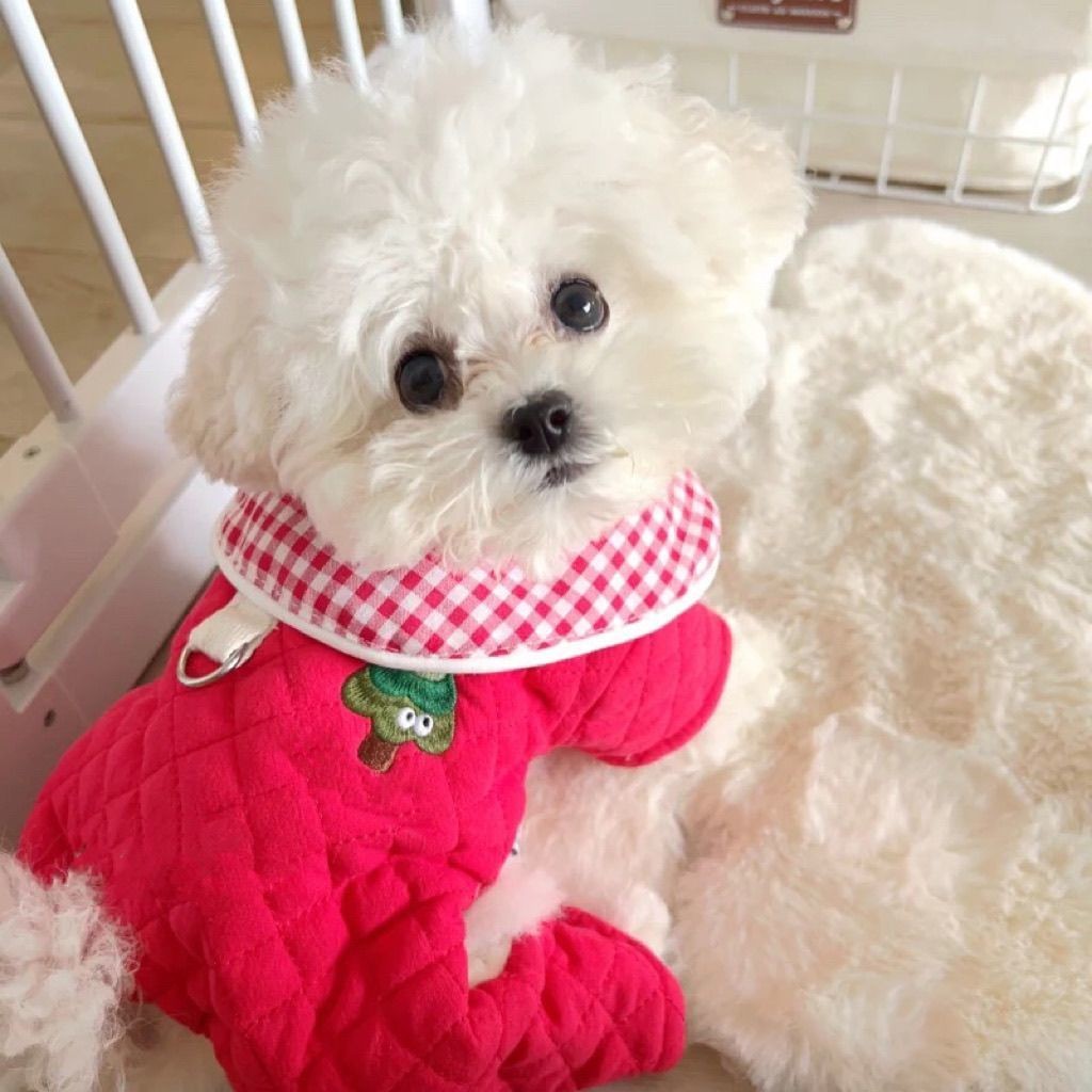 Pet Bichon Dog Quần áo mùa đông Quần áo đệm bông bốn chân màu đỏ Quần áo mèo