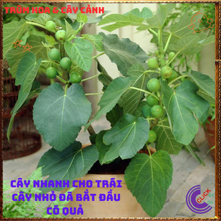 Cây Sung Mỹ Cao Hơn 50cm Trái To Quanh Năm Dễ Trồng Ngon Ngọt Thanh️📬 Làng Hoa Sa Đéc