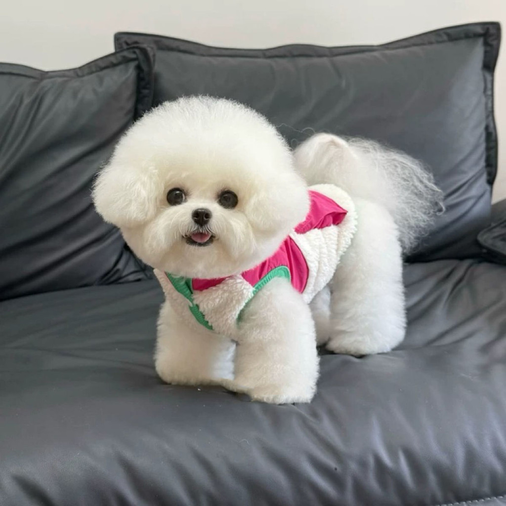 Áo khoác mùa thu cho thú cưng Áo khoác bỏ túi lớn