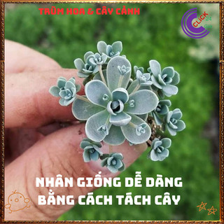 Chậu CÂY HOA HỒNG SỢI DỄ TRỒNG NHƯ CỎ SIÊU XINH TRỒNG ĐÂU CŨNG ĐẸP️📬 Làng Hoa Sa Đéc