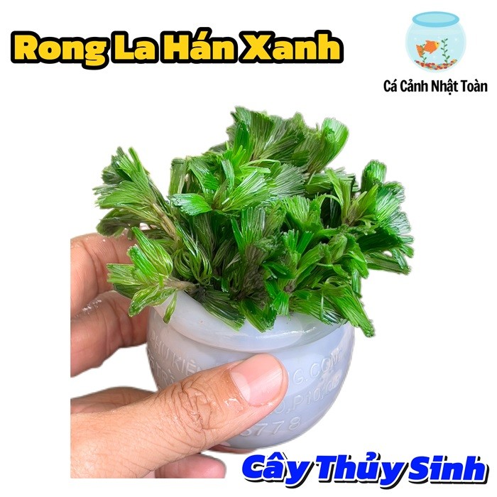 Một Chậu La Hán Xanh Cắm Sẵn - Cây Thủy Sinh Bể Cá Cảnh
