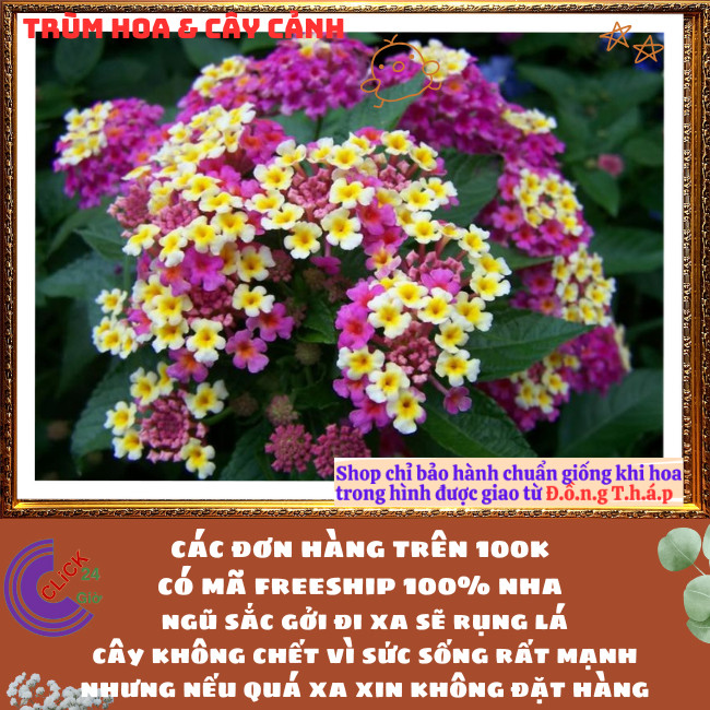 Chậu Hoa Trâm ổi TÍM KEM giống đứng ngũ sắc rất thơm KHÔNG GIAO XA⏰TRÙM HOA VÀ CÂY CẢNH