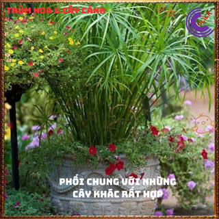 Chậu Cây Thủy Trúc Việt- Trồng Bán Cạn Thủy Sinh Siêu Lọc Nước Bẩn ️🌭Hoa Mười Giờ Bonsai & Phụ Kiện