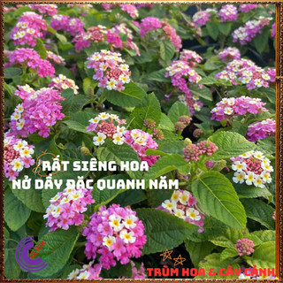 Cây Hoa Ngũ Sắc TÍM KEM giống lùn SIÊU HOA trâm ổi thơm KHÔNG GIAO XA️📬 Làng Hoa Sa Đéc