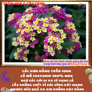 Chậu Hoa Trâm ổi TÍM KEM giống đứng ngũ sắc rất thơm KHÔNG GIAO XA⌛Siêu Thị Hoa Và Cây Giống