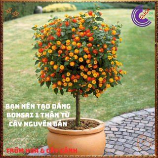 Cây Hoa Ngũ Sắc CAM VÀNG giống đứng trâm ổi thơm đậm KHÔNG GIAO XA💍Làng Hoa Sa Đéc