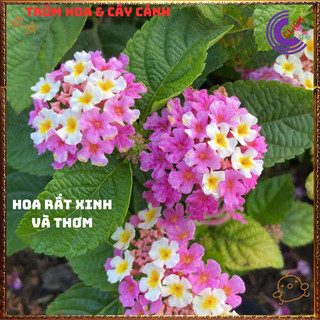 Cây Hoa Ngũ Sắc TÍM KEM giống lùn SIÊU HOA trâm ổi thơm KHÔNG GIAO XA️📬 Làng Hoa Sa Đéc