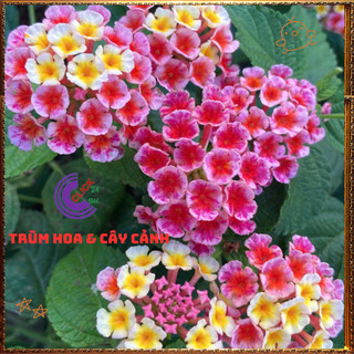 Cây Hoa Ngũ Sắc HỒNG SỌC giống đứng trâm ổi thơm đậm KHÔNG GIAO XA💍Làng Hoa Sa Đéc