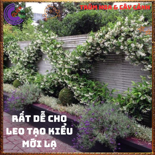 Chậu hoa nguyệt quế leo thơm ngát nhài leo tuyệt đẹp nở quanh năm trồng nhiều kiểu siêu đẹp⏰