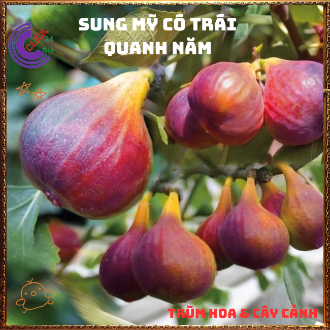 Chậu Cây Sung Mỹ Cao Hơn 50cm Trái To Ngọt Mát Nhiều Chồi Dễ Trồng️🌭Hoa Mười Giờ Bonsai & Phụ Kiện