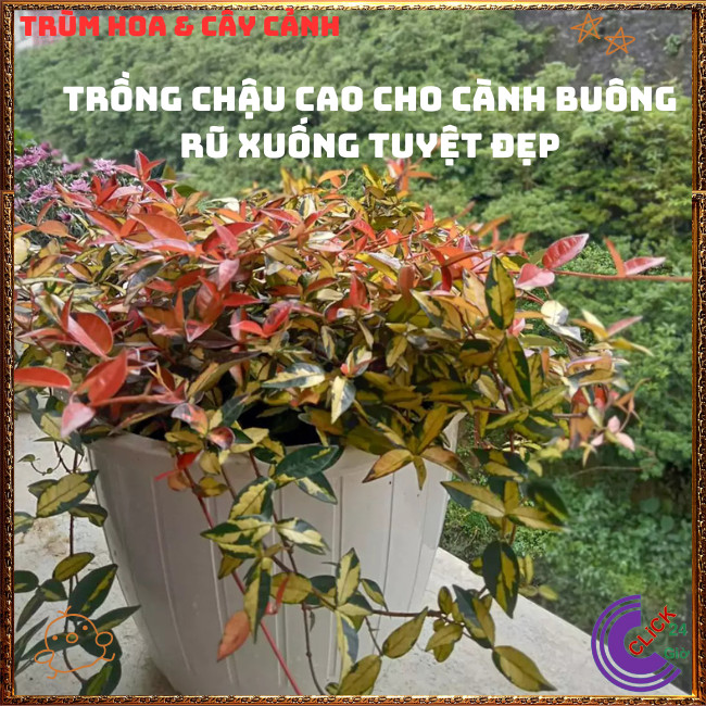2 Chậu Cây Thằn Lằn Ngũ Sắc Leo Tường Đổi Màu Mới Lạ Tuyệt Đẹp️🌭Hoa Mười Giờ Bonsai & Phụ Kiện