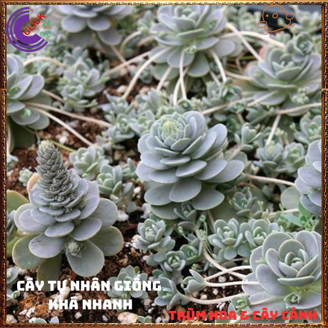 Chậu HOA HỒNG SỢI DỄ TRỒNG NHƯ CỎ TUYỆT PHẨM XINH ĐẸP ️🌭Hoa Mười Giờ Bonsai & Phụ Kiện
