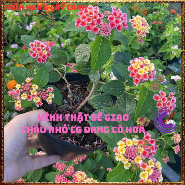 Chậu Hoa Ngũ Sắc HỒNG SỌC giống đứng trâm ổi thơm ngát KHÔNG GIAO XA💍Hoa Mười Giờ Bonsai & Phụ Kiện