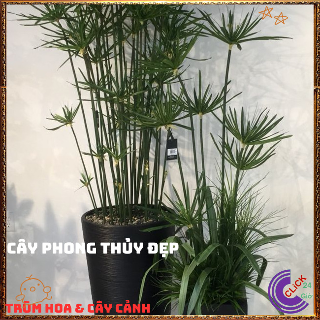 Chậu Cây Thủy Trúc- Lác Dù Cây Phong Thủy Siêu Lọc Nước Bẩn⏰TRÙM HOA VÀ CÂY CẢNH