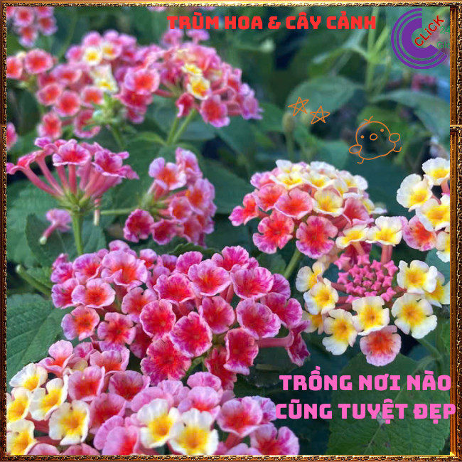 Chậu Hoa Ngũ Sắc HỒNG SỌC giống đứng trâm ổi thơm ngát KHÔNG GIAO XA💍Hoa Mười Giờ Bonsai & Phụ Kiện