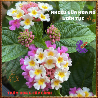 Chậu Hoa Ngũ Sắc TÍM KEM giống LÙN SIÊU HOA trâm ổi thơmKHÔNG GIAO XA️🌯VƯỜN HOA CỔ TÍCH