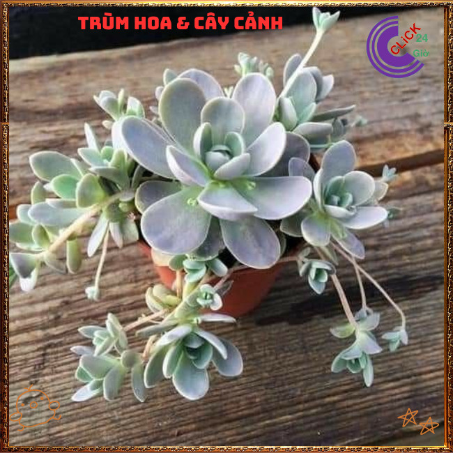 Chậu HOA HỒNG SỢI DỄ TRỒNG NHƯ CỎ TUYỆT PHẨM XINH ĐẸP ️🌭Hoa Mười Giờ Bonsai & Phụ Kiện