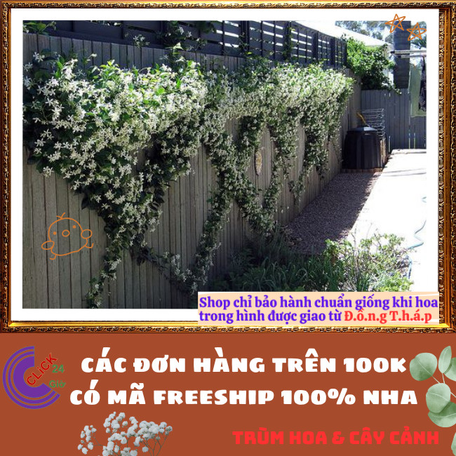 Chậu hoa nguyệt quế leo thơm ngát nhài leo tuyệt đẹp nở quanh năm trồng nhiều kiểu siêu đẹp⏰
