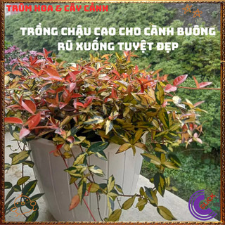 Combo 2 CHẬU CÂY THẰN LẰN NGŨ SẮC ĐỔI MÀU GIỐNG MỚI TUYỆT ĐẸP ️📬 Làng Hoa Sa Đéc