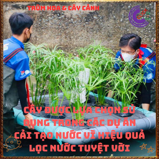 Chậu Cây Thủy Trúc - Cói Dù Cây Phong Thủy Siêu Lọc Nước Bẩn️📜 Hoa Đẹp Dễ Trồng