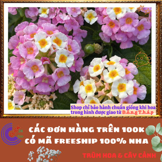 Chậu Hoa Trâm ổi HỒNG KEM giống đứng ngũ sắc rất thơm KHÔNG GIAO XA️️🥁MiMa market