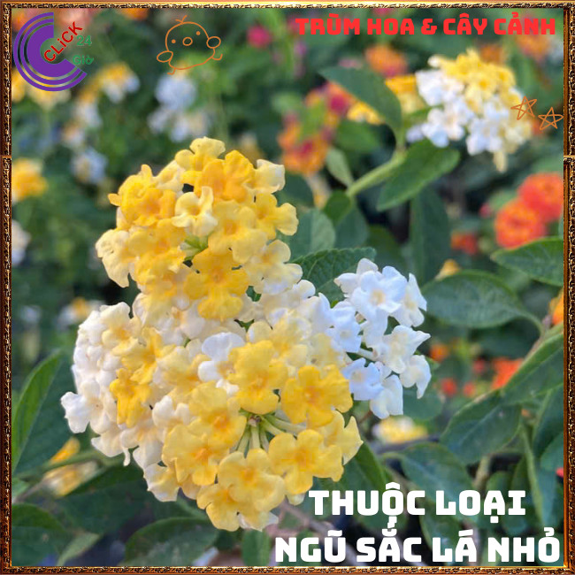 Chậu Hoa Ngũ Sắc VÀNG MẬT giống RŨ trâm ổi thơm ngát KHÔNG GIAO XA️🌭Hoa Mười Giờ Bonsai & Phụ Kiện