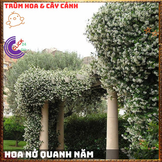 CÂY NGUYỆT QUẾ LEO CHẬU TO SUM ĐẸP ĐANG HOA DỄ TRỒNG THƠM QUANH NĂM ️️️ TUYỆT ĐẸP🥁🚩