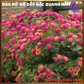 Cây Hoa Ngũ Sắc HỒNG SỌC giống đứng trâm ổi thơm đậm KHÔNG GIAO XA💍Làng Hoa Sa Đéc