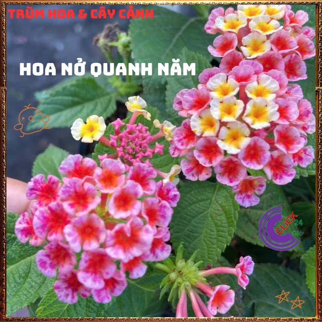 Chậu Hoa Ngũ Sắc HỒNG SỌC giống đứng trâm ổi thơm ngát KHÔNG GIAO XA💍Hoa Mười Giờ Bonsai & Phụ Kiện