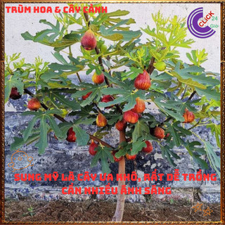 Cây Sung Mỹ Tím Cao Hơn 50cm Nhiều Nhánh Trái Ngọt Mát Rất Ngon⌛Siêu Thị Hoa Và Cây Giống