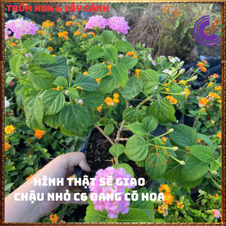 Chậu Hoa Ngũ Sắc HỒNG KEM giống đứng trâm ổi thơm ngát KHÔNG GIAO XA⏳VƯỜN HOA CỔ TÍCH