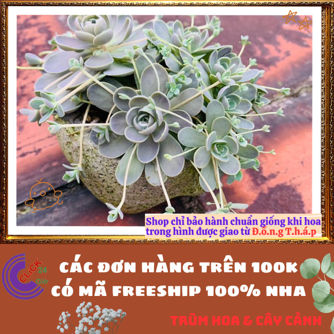 Chậu HOA HỒNG DÂY SIÊU ĐẸP DỄ TRỒNG NHƯ CỎ RẤT DỄ NHÂN GIỐNG ⏰TRÙM HOA VÀ CÂY CẢNH