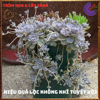 Chậu CÂY HOA HỒNG SỢI DỄ TRỒNG NHƯ CỎ SIÊU XINH TRỒNG ĐÂU CŨNG ĐẸP️📬 Làng Hoa Sa Đéc