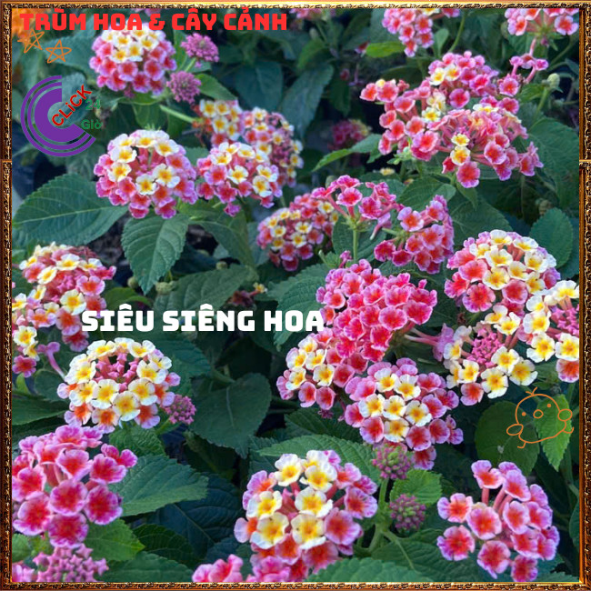Chậu Hoa Ngũ Sắc HỒNG SỌC giống đứng trâm ổi thơm ngát KHÔNG GIAO XA💍Hoa Mười Giờ Bonsai & Phụ Kiện