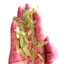Kool 50 Chiếc Hạt Hoa Thủ Công Hạt Màu In Hoa Tulip Bud Đồ Thủ Công Cho Gia Đình