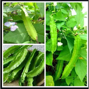 Cây giống đậu rồng - Bầu ổn định - Giống mới năng suất - Thu hoạch dài hạn
