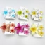 FEDAOG 3 Cái / bộ Kẹp Tóc Hoa Hawaii, Móng Vuốt Tóc Hoa Acrylic Plumeria, Kẹp Tóc Chuyển Màu Sắc Mùa Hè
