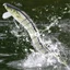 Treeling Nổi Eel Dụ Crankbait 13 Đoạn Câu Cá Mồi Nhân Tạo Có Móc