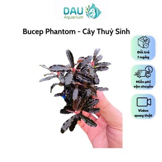 Bucep Phantom - Cây Thuỷ Sinh