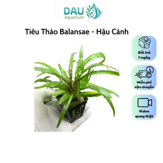 Tiêu thảo Crypt balansae - Cây thuỷ sinh Hậu Cảnh